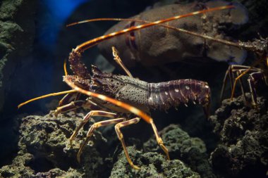 Ortak spiny ıstakoz (Palinurus elephas).