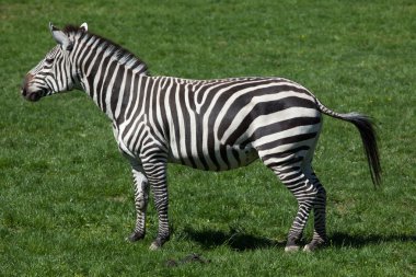 Grant's zebra (Equus quagga boehmi).  clipart