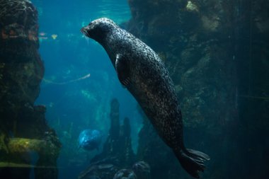 Harbor seal (Phoca vitulina). clipart