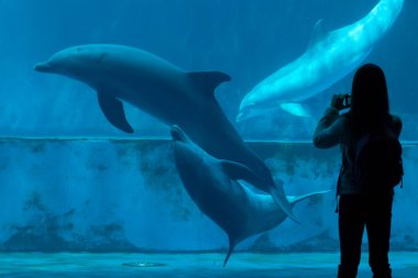 Yaygın şişe burunlu yunus (Tursiops truncatus)). 