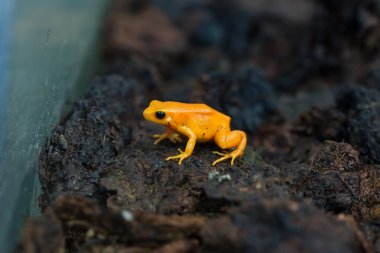 Altın mantella (Mantella otu). 