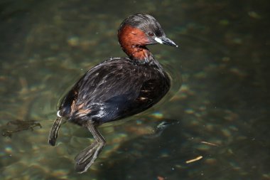 Küçük Yunus (Taşibaptus Ruficollis).