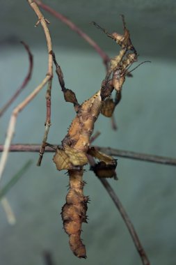 Dev dikenli sopa böcek (Extatosoma tiaratum).