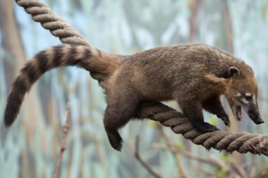 Güney Amerika coati (Nasua nasua)