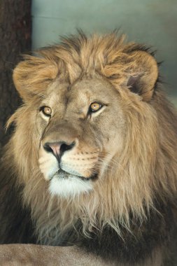 Aslan (Panthera leo).