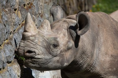 Kara gergedan (diceros bicornis).