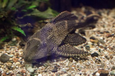 Orinoco sailfin yayın balığı (Pterygoplichthys multiradiatus).