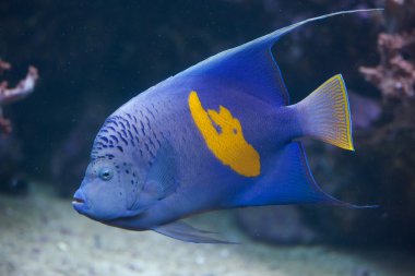 Yellowband melek balığı (Pomacanthus maculosus).