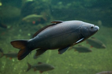 Ayna sazan (Cyprinus carpio carpio)