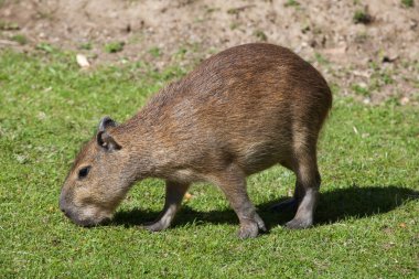 Capibara (Hydrochoerus hydrochaeris). 