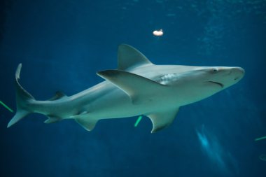 Kum köpekbalığı (Carcharhinus plumbeus).