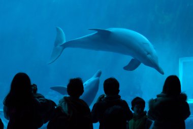 Yaygın şişe burunlu yunus (Tursiops truncatus)). 