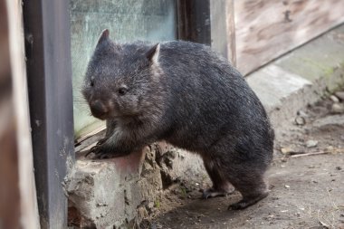 Ortak wombat (Vombatus ursinus).