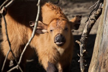 Küçük Afrikalı orman buffalo 