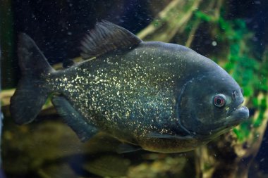 Kırmızı piranha (Pygocentrus nattereri).