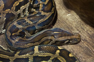 Birmanya python (Python bivittatus).