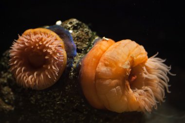 Beadlet anemon (Actinia atlar).