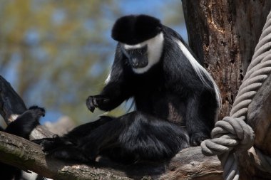Mantled Guereza (Colobus guereza). 