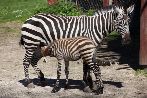 Zebra de Grant alimentando seu potro . — Fotografia de Stock