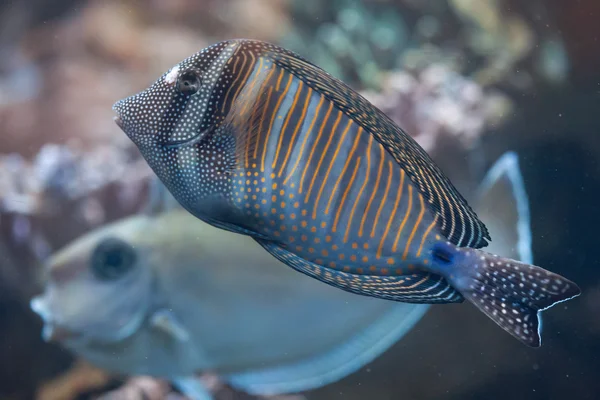 Laut Merah sailfin tang (Zebrasoma desjardinii ). — Stok Foto