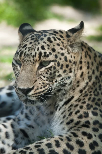 ペルシャのヒョウ (ヒョウ pardus saxicolor). — Stockfoto