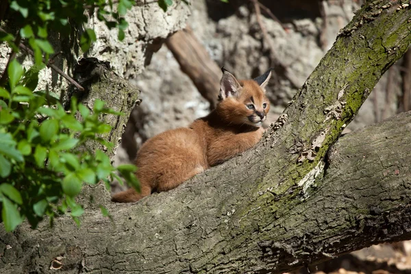 Каракал (Caracal Caracal) ). — стоковое фото