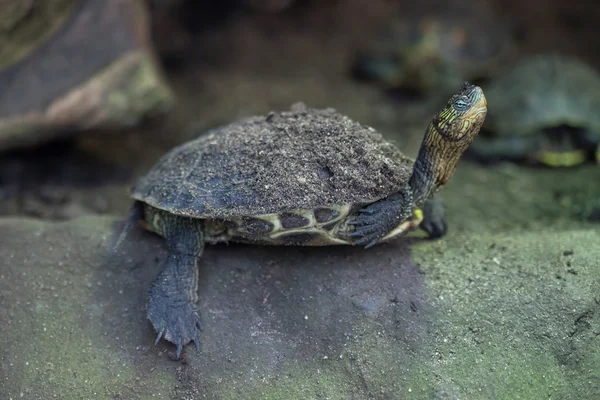 Китайская полосатая черепаха (Ocadia sinensis ). — стоковое фото