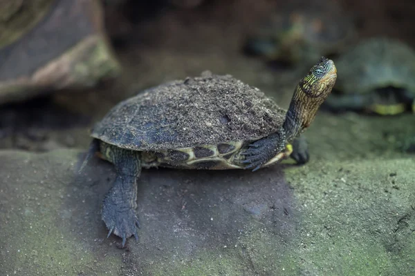 Tortuga china de cuello rayado (Ocadia sinensis ). —  Fotos de Stock