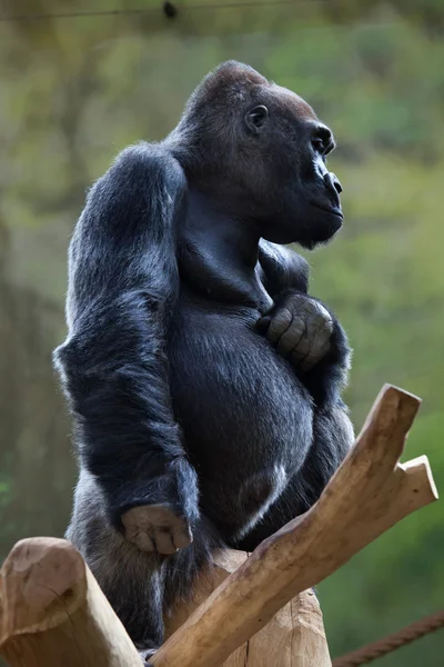 Westlicher Flachlandgorilla (Gorilla gorilla gorilla gorilla)). — Stockfoto