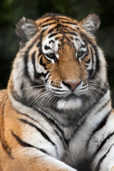 Siberian tiger (Panthera tigris altaica) — Stock Photo, Image
