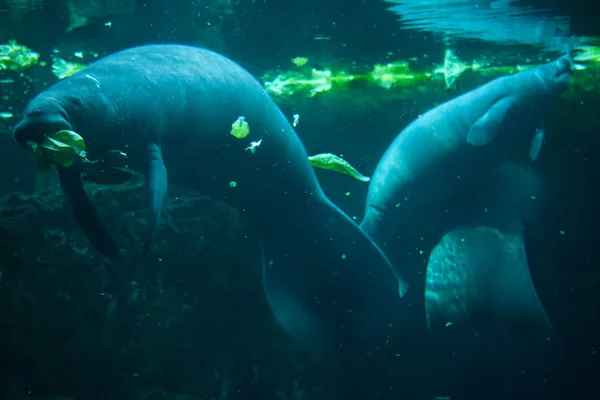 Antilliaanse manatee (Trichechus manatus manatus). — Stockfoto