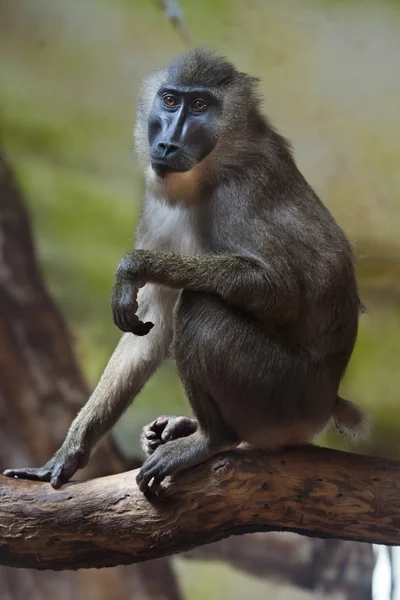 Vrtačka opice (Mandrillus leucophaeus). — Stock fotografie