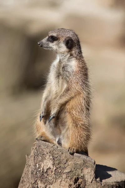 猫鼬 (suricata suricatta) — 图库照片