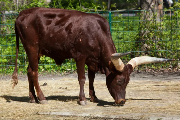 Анколе Watusi (Bos taurus watusi). — стокове фото