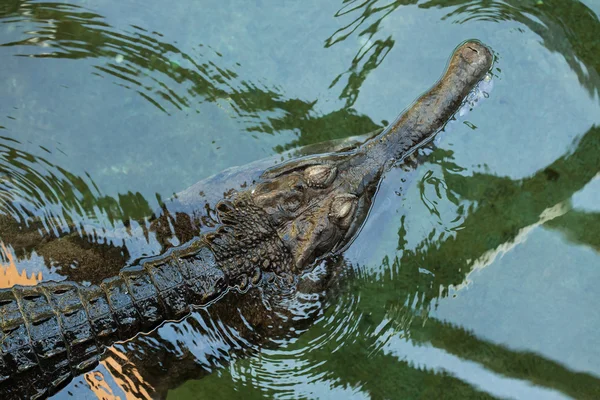 거짓 리알 (Tomistoma schlegelii). — 스톡 사진