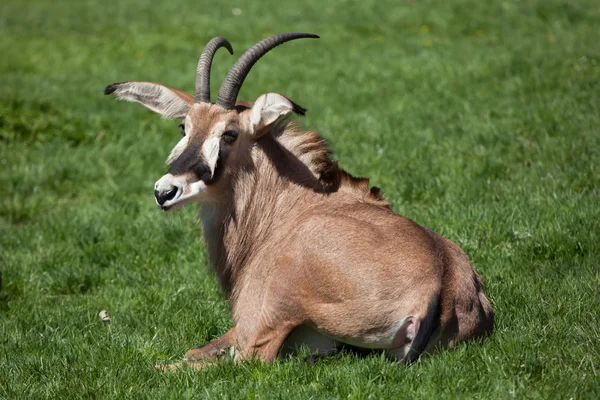 Antílope de Roan (Hippotragus equinus ). — Foto de Stock