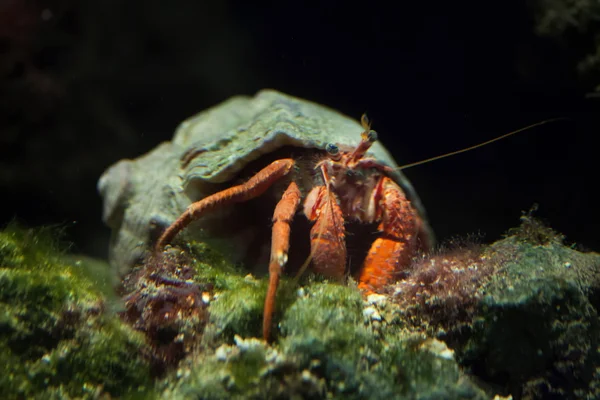 Cangrejo ermitaño (Pagurus prideaux ). — Foto de Stock