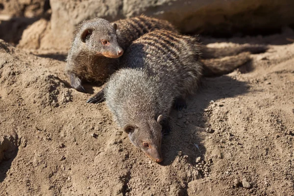 Musang bersayap (Mungos mungo). — Stok Foto