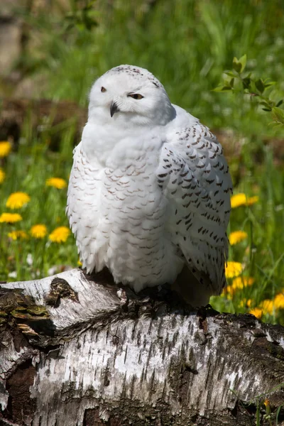 Snöuggla (Bubo scandiacus)). — Stockfoto