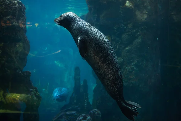 Sello del puerto (Phoca vitulina). —  Fotos de Stock