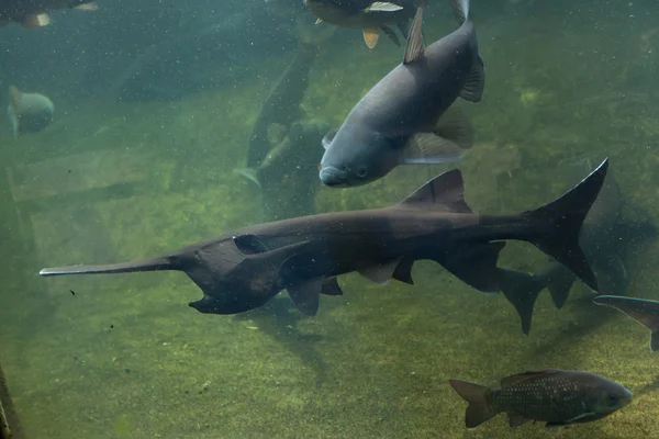 American paddlefish (Polyodon spathula). — Stock Photo, Image