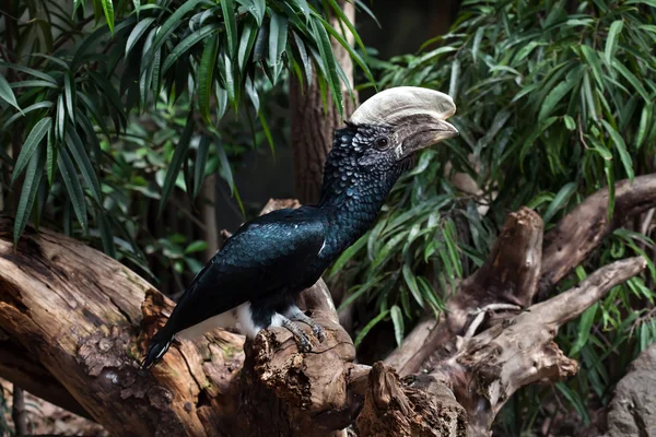 Silvery-cheeked hornbill (Bycanistes brevis). — Stock Photo, Image