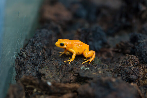 Golden mantella (Mantella aurantiaca). 