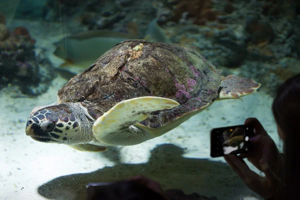 Loggerhead sea turtle (Caretta caretta). — Stock Photo, Image