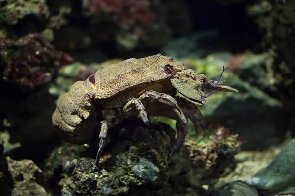 Lagosta de chinelo mediterrânica (Scyllarides latus ). — Fotografia de Stock