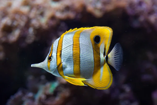 Ikan kupu-kupu pita tembaga (Chelmon rostratus ). — Stok Foto