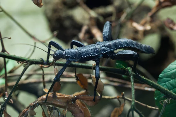 Netelige duivel stick insect (Eurycantha calcarata). — Stockfoto