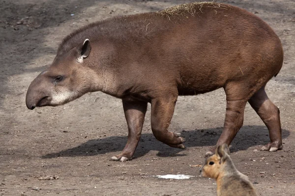 Dél-amerikai tapír (Tapirus terrestris)) — Stock Fotó