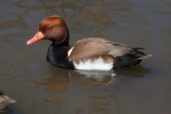 Rödhuvad dykand (netta rufina). — Stockfoto