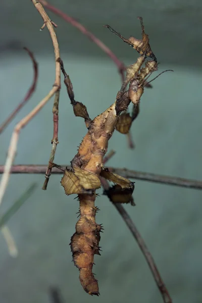 Insecte piquant géant (Extatosoma tiaratum) ). — Photo